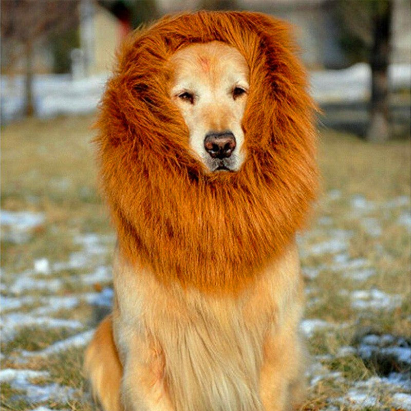 Golden Retriever wearing the lion mane costume